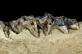 Irish Elk Jaw Section - Pleistocene, Germany #123491-1